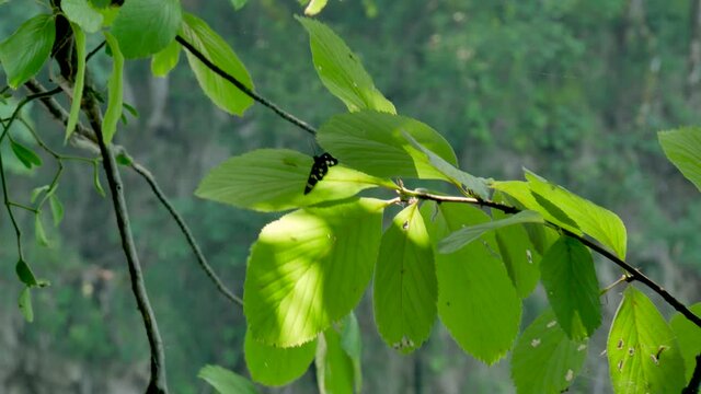 Nine-spotted Moth (Amata phegea) in Plitvice lakes, Croatia National Park, detail