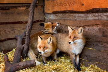 A group of red foxes in a wooden enclosure on a straw bed being treated at a wildlife shelter