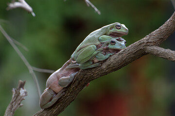 Australian white tree frogs on a tree branch