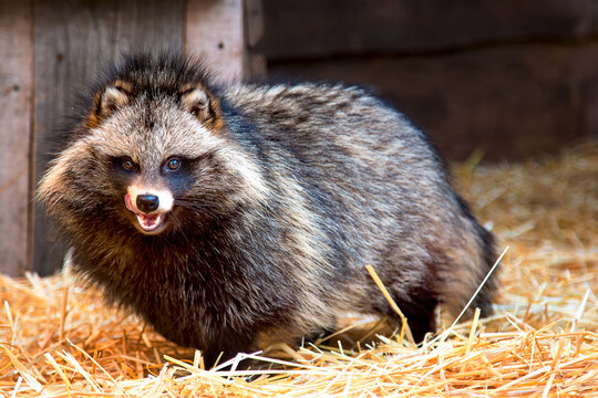 Close-up portrait of a raccoon dog at a wildlife shelter in an aviary on a straw bed