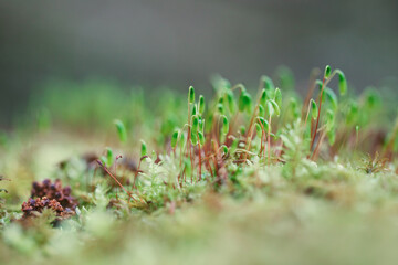 macro spring forest moss background