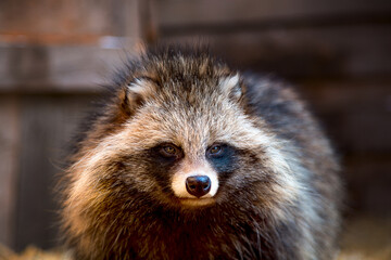 Close-up portrait of a raccoon dog at a wildlife shelter in an aviary on a straw bed