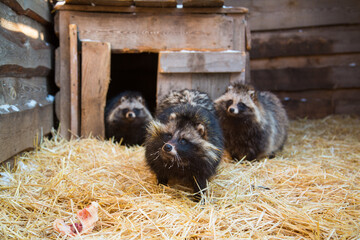 A family of raccoon dogs in an aviary on a straw bed at an animal rehabilitation center