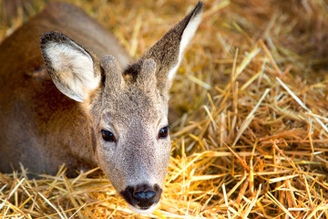 Fototapeta premium Close-up portrait of a roe deer on a straw bed at a wildlife shelter