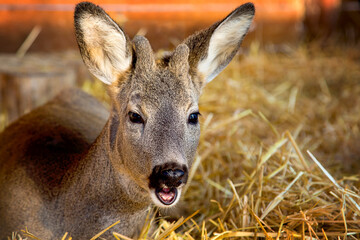 Close-up portrait of a roe deer on a straw bed at a wildlife shelter
