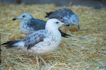 Seagulls walking on the straw flooring close-up