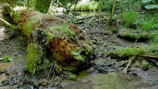 tiny water stream in the croatian national park of Plitvice lakes. 