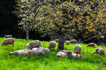 Obraz premium Schafe_9730