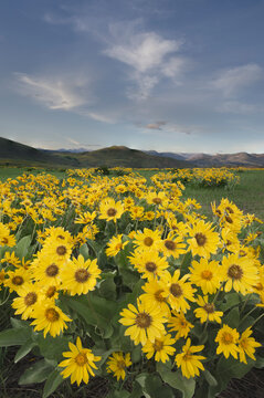USA, Washington State. Arrowleaf balsamroot growing in meadows of the Methow Valley, North Cascades.