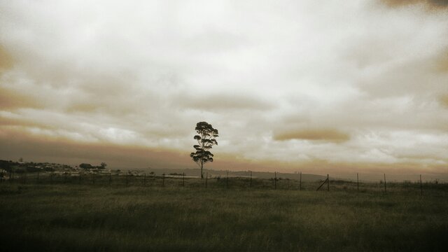 Lone Tree On Countryside Landscape