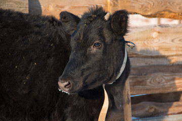 Fototapeta premium Portrait of a black calf. Year of the bull. Agriculture. Breeding cattle