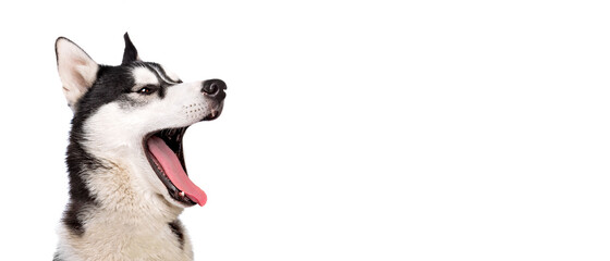 Funny yawning young husky dog