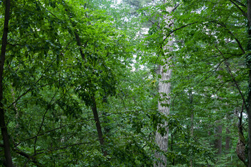 Fototapeta premium beautiful trees in the forest