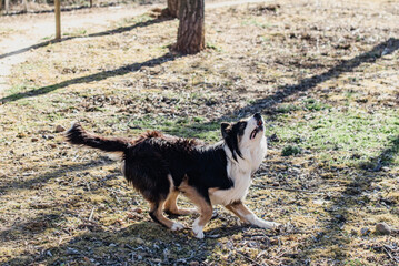 Naklejka na ściany i meble Un hermoso perro Border Collie corriendo mientras mira hacia el cielo para capturar un frisbee
