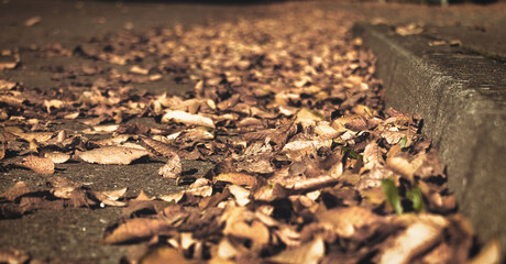 Autumn leaves on the street, ground close-up, autumn beauty, beech, autumn colors