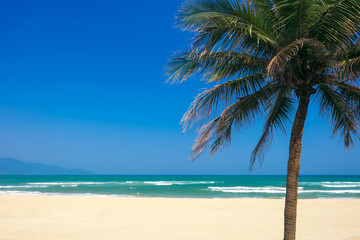 Naklejka na ściany i meble Coconut palm tree at the China Beach, DaNang, Vietnam.