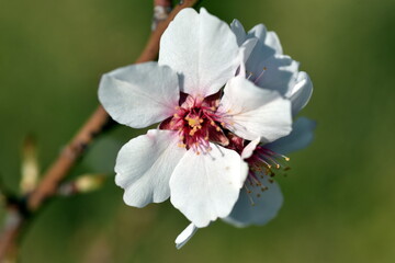 Nahaufnahme einer Fruchtmandelbl&uuml;te