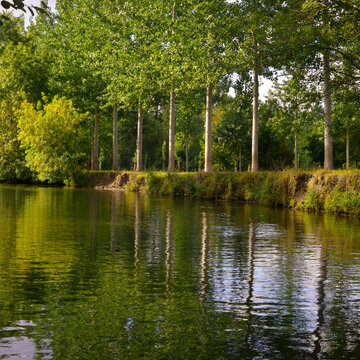 Carr&eacute; sur les peupliers qui bordent les rives du Marais-Poitevin bord&eacute;e de peupliers, d&eacute;partement de Vend&eacute;e en r&eacute;gion Pays de la Loire, France