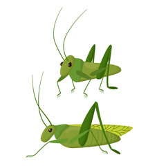 Green insect on a white background. cute character Grasshopper.