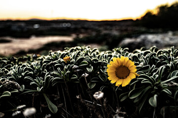 flor amarilla en atardecer, macro