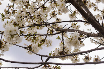 branch of cherry tree