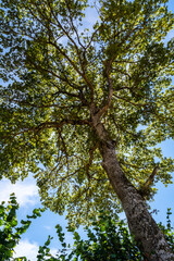 Arbre en été vu du pied  en direction de la cime 