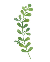 Obraz premium Hand painted watercolor botanical leaf illustration with isolated white background