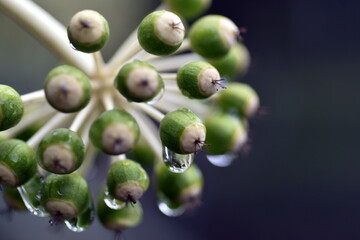Grüne Frucht einer Fatsia Japonica