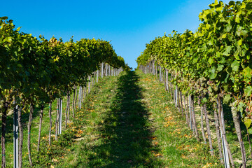 Fototapeta na wymiar road between bushes of a vineyard growing on a mountainside in sunny weather. the vineyard road goes into the blue sky. young unripe green grapes on the bushes. space for text