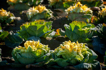 Cabbage Rows in the Agricultural Area of the Skagit Valley, WA. This cabbage is specifically grown for sauerkraut. Each head produces about 10 pounds of sauerkraut. 
