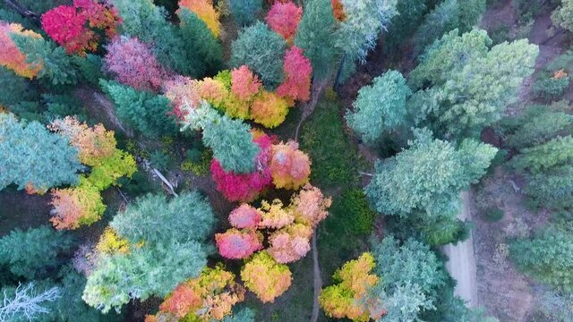 Cinematic downward angle  drone shot of bright colored trees on Mount Lemmon Arizona