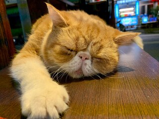 cat on the table