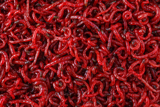 bloodworm  close-up. Macro shooting. nozzle for fishing.