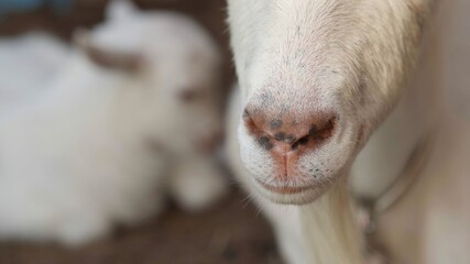 A white goat chewing mother lies next to her cub. Nose closeup.