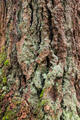 USA, Washington, Olympic National Park. Close-up of old growth Douglas fir bark.