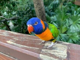rainbow lorikeet parrot