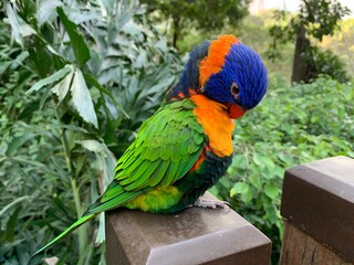 blue and yellow macaw