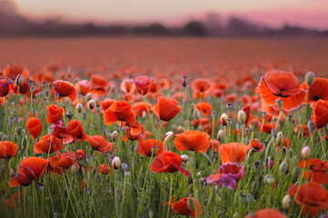 Beautiful Red poppies in soft light with selective focus. Flowers on wild field. Opium poppy. Natural summer background
