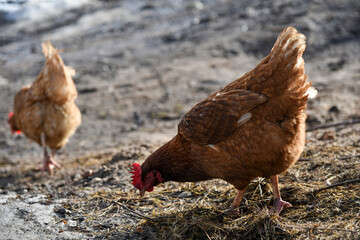 Chicken looking for food in the grass on the street