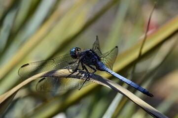 blue dragonfly on a leaf