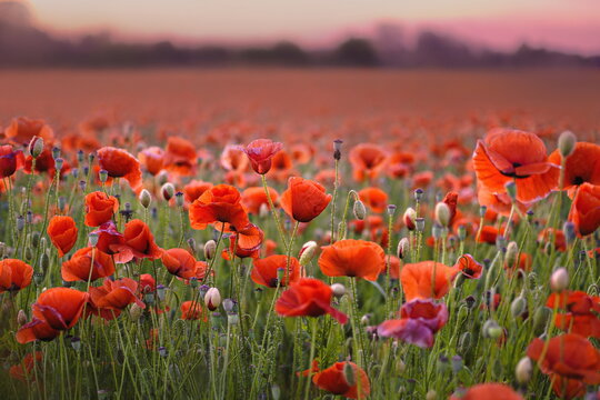 Beautiful Red poppies in soft light with selective focus. Flowers on wild field. Opium poppy. Natural summer background
