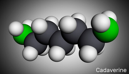 Cadaverine, pentamethylenediamine molecule. It is foul-smelling diamine formed by bacterial decarboxylation of lysine. Molecular model. 3D rendering