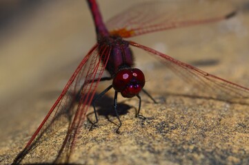 close up of red dragonfly