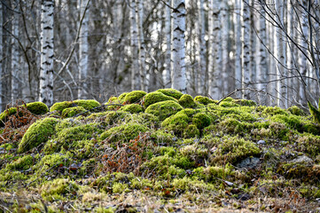 pile of stones covered in moss infront of birches