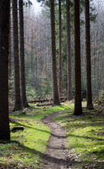 Obraz premium path in the woods