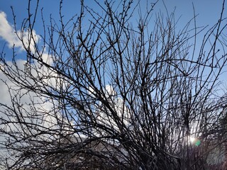books sidewalk tree sky tree branches