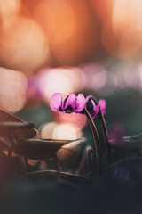 Macro of pink Cyclamen flowers against sunlight and bokeh bubbles. Soft focus and shallow depth of field. Golden hour colors in the background