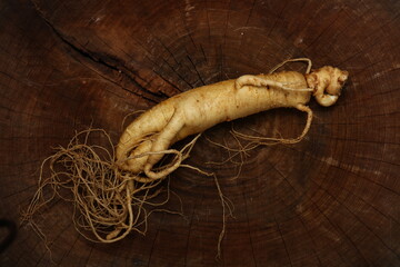 Ginseng roots on a wooden  background