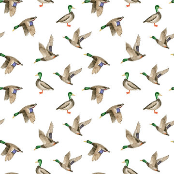 seamless pattern with birds wild ducks drake on white background, watercolor illustration hand painted	
