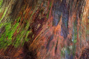 USA, Washington State, Olympic National Park. Detail of a rotten stump with moss.